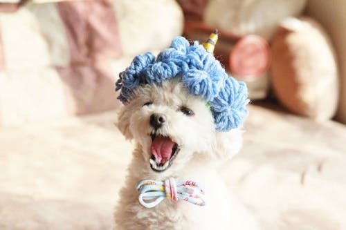 15分で完成 100均アイテムだけで愛犬用の節分のかぶりものを簡単手作り わんクォール