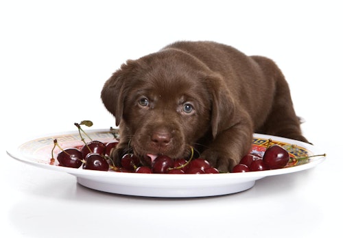 犬はさくらんぼを食べても大丈夫 種や柄に関する注意点や 期待できる栄養面での効果について解説 獣医師監修 わんクォール