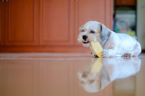 犬はマンゴーを食べても大丈夫 種や皮などの注意点や１日の適量 おすすめの与え方などを解説 獣医師監修 わんクォール