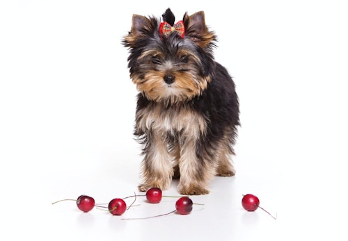 犬はさくらんぼを食べても大丈夫 種や柄に関する注意点や 期待できる栄養面での効果について解説 獣医師監修 わんクォール 犬はさくらんぼを食べても大丈夫 種や柄に関する注意点や 期待できる栄養面での効果について解説 獣医師監修 わんクォール