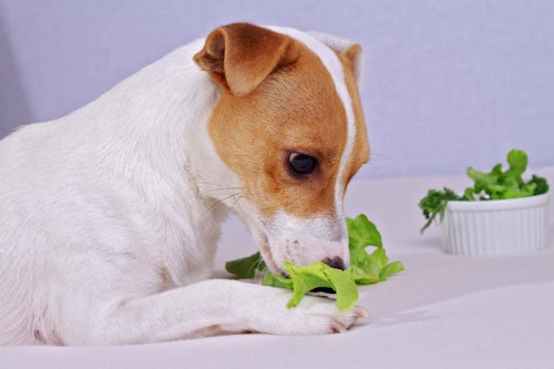 犬はレタスを食べても大丈夫！健康面のメリットと適量、与える際の注意点について解説【獣医師監修】