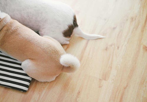 獣医師監修 犬の気持ちを知る方法とは 表情 尻尾 カーミングシグナルなどの仕草から読み取れる感情を解説 わんクォール