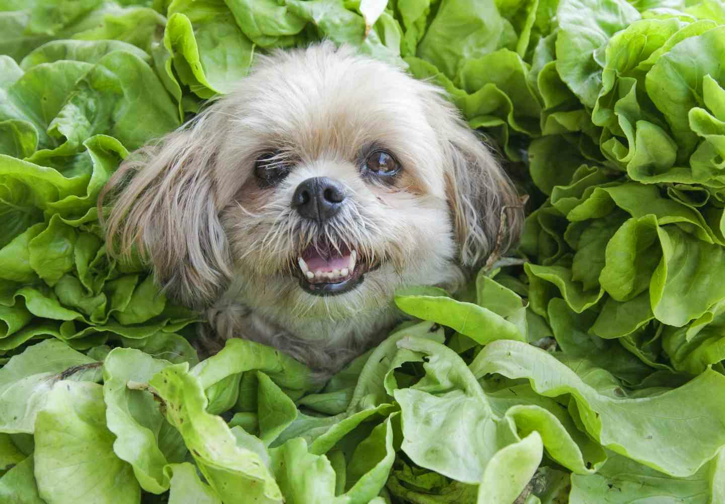 獣医師監修 犬にほうれん草を食べさせても大丈夫 健康面でのメリットや1日の適量 シュウ酸に関する注意点などについて解説 Illness 病気 わんクォール