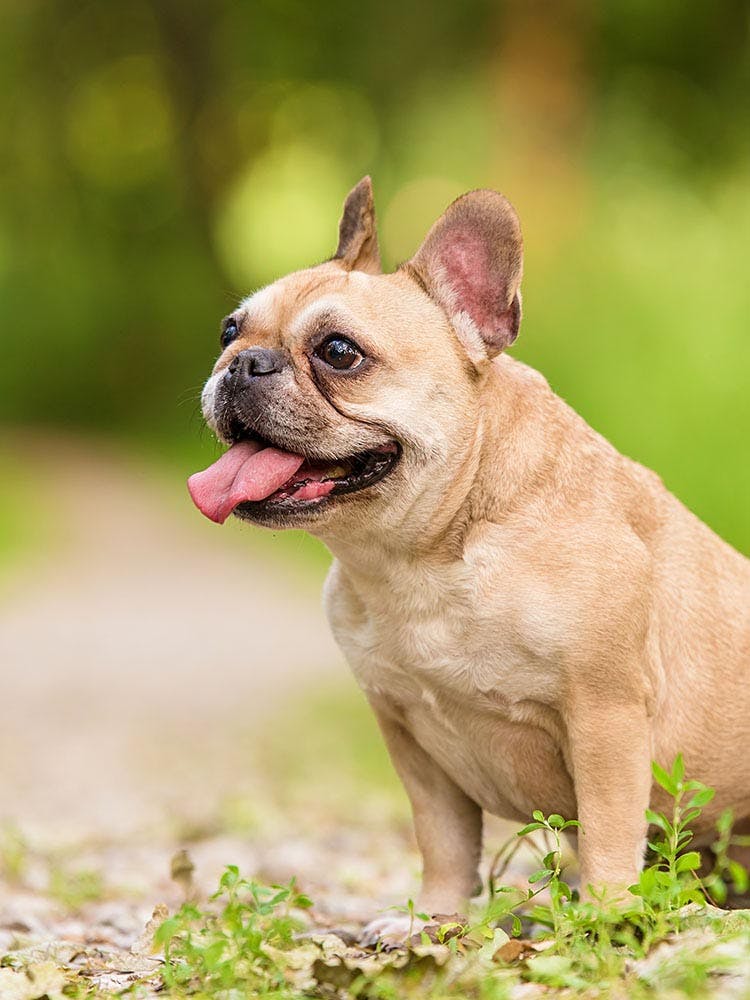 フレンチ・ブルドッグ（フレブル）の性格や特徴は？飼い方のコツや寿命