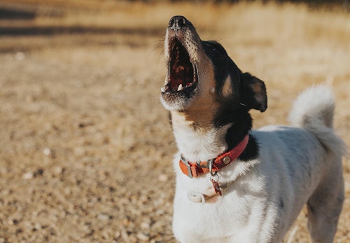 獣医師監修 犬の気持ちを知る方法とは 表情 尻尾 カーミングシグナルなどの仕草から読み取れる感情を解説 わんクォール 獣医師監修 犬の気持ちを知る方法とは 表情 尻尾 カーミングシグナルなどの仕草から読み取れる感情を解説 わんクォール
