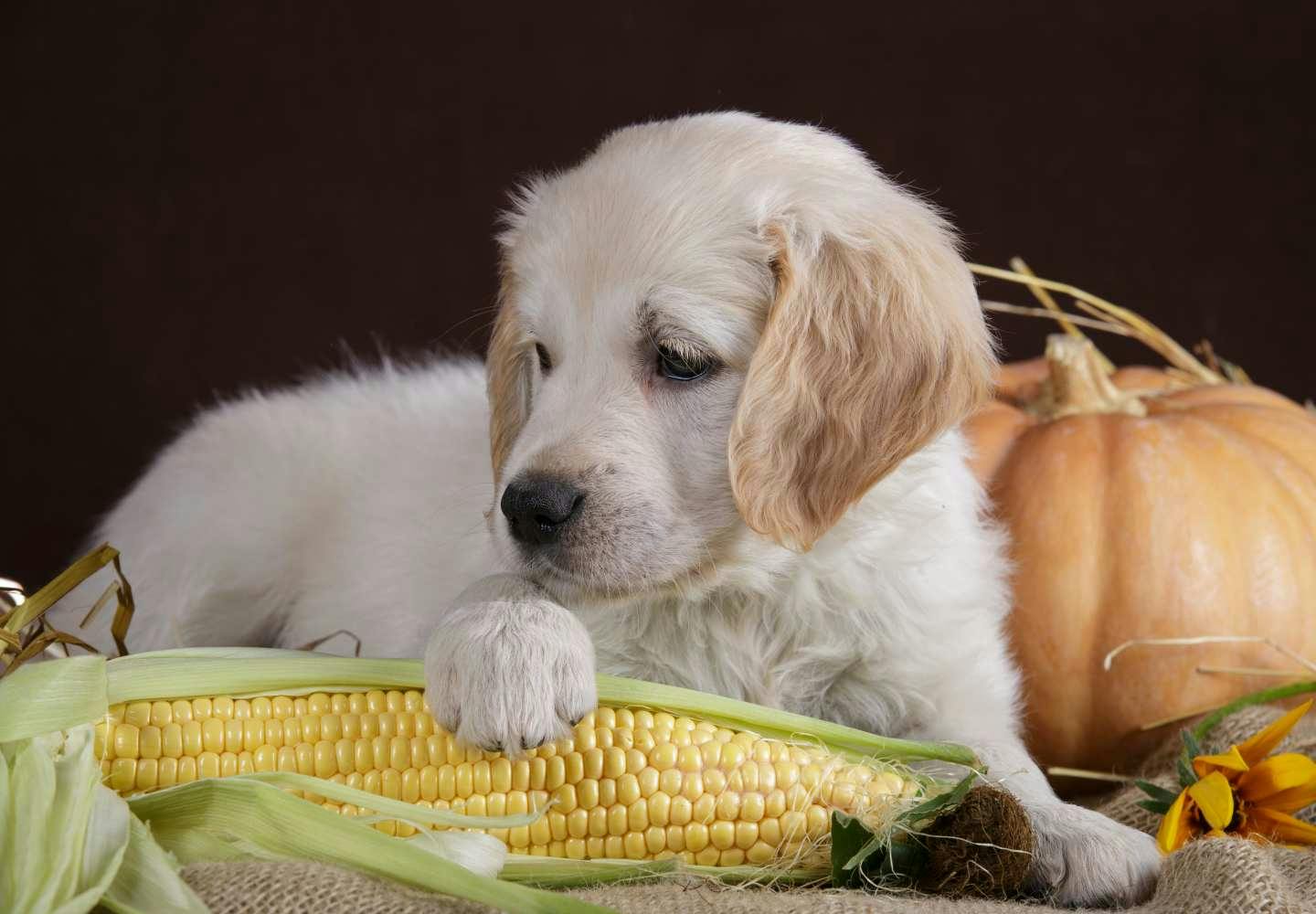 獣医師監修 犬が誤飲 誤食した時の対処法は 特に危険なケースや予防法などについて解説 わんクォール