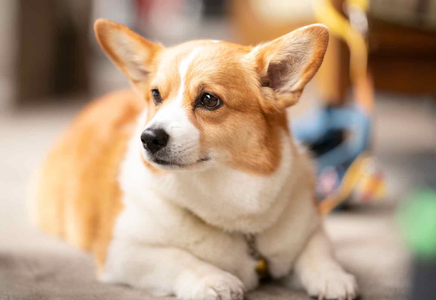 タレントimalu 犬が好きすぎて驚きの行動を連発 はじめての犬飼い 出産 介護 愛犬エピソードを取材 Wanscene わんシーン わんクォール