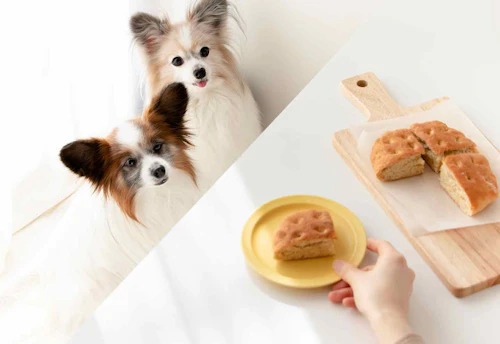 発酵なし 犬にあげても大丈夫なパンを手作り 作業時間15分の超簡単なレシピ わんクォール 発酵なし 犬にあげても大丈夫なパンを手作り 作業時間15分の超簡単なレシピ わんクォール