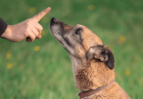 犬が誤飲 誤食した時の対処法は 特に危険なケースや予防法などについて解説 獣医師監修 わんクォール