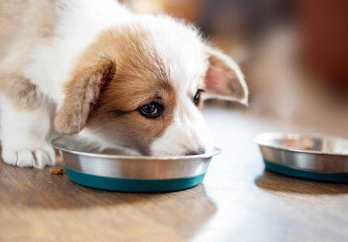 獣医師監修 犬にたけのこを食べさせても大丈夫 消化不良のリスクや与える際の注意点について解説 わんクォール