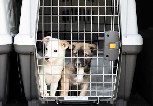 獣医師監修 犬を飛行機に乗せる方法とは 知っておくべき注意点 航空会社ごとのルールと手続きの流れについて解説 わんクォール