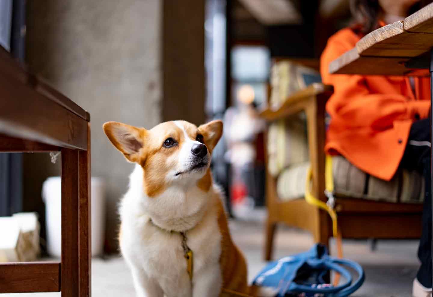 タレントIMALU　愛犬エピソード　コーギー