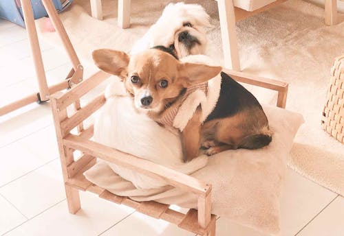 簡単3step お手軽diy 100均のすのこと木材だけで愛犬用ソファーを手作りする方法 わんクォール 簡単3step お手軽diy 100均のすのこと木材だけで愛犬用ソファーを手作りする方法 わんクォール