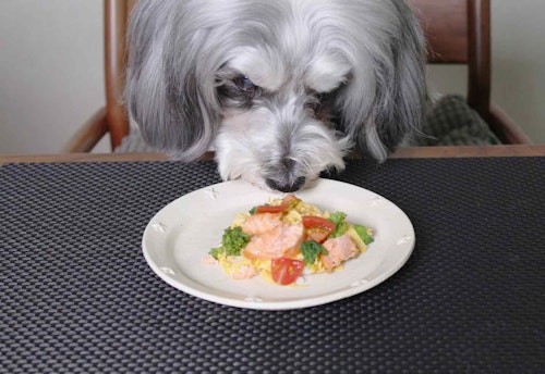 愛犬用　鮭と菜の花のちらし寿司レシピ　実食