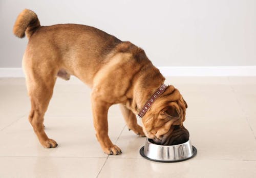 犬は麦茶を飲んでも大丈夫 含まれている栄養素や与える際の注意点について解説 獣医師監修 わんクォール