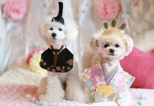 簡単10分 愛犬とひな祭り 100均のフェルトの手作りおひな様スタイで一緒に成長を祝おう わんクォール 簡単10分 愛犬とひな祭り 100均のフェルトの手作りおひな様スタイで一緒に成長を祝おう わんクォール