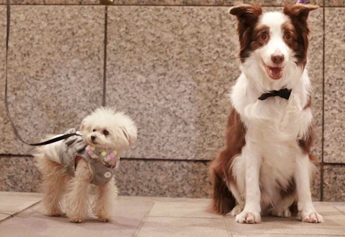 簡単10分 おめかしリボンや蝶ネクタイで気分転換 安くて可愛い愛犬用手作りチョーカー4種を紹介 わんクォール 簡単10分 おめかしリボンや蝶ネクタイで気分転換 安くて可愛い愛犬用手作りチョーカー4種を紹介 わんクォール