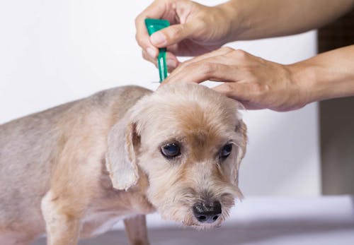 獣医師監修 犬のノミの対処法とは 正しい駆除方法や予防策 ダニとの違いについて解説 わんクォール