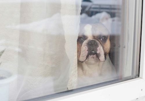 犬がうれしょんをする理由は 原因と対処法 興奮させないための飼い主の振る舞いについて解説 獣医師監修 わんクォール