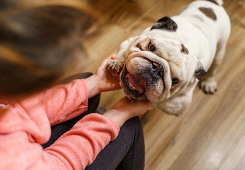 【医師監修】犬アレルギーの症状とは？原因や治療法、愛犬と快適に暮らすための対処法などを紹介