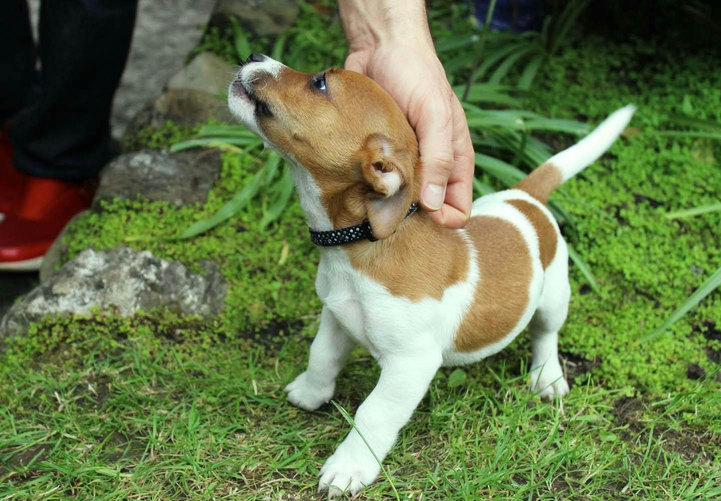 犬の うれしょん を直す方法とは 原因と対処法などについて解説 獣医師監修 Communication コミュニケーション わんクォール