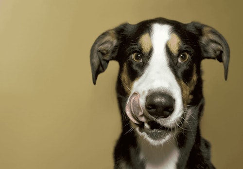 犬が誤飲 誤食した時の対処法は 特に危険なケースや予防法などについて解説 獣医師監修 わんクォール