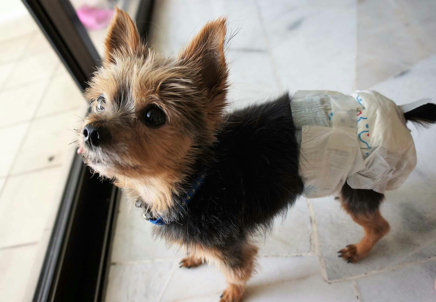 犬がうれしょんをする理由は 原因と対処法 興奮させないための飼い主の振る舞いについて解説 獣医師監修 わんクォール