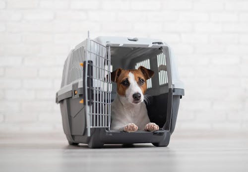 獣医師監修 犬を飛行機に乗せる方法とは 知っておくべき注意点 航空会社ごとのルールと手続きの流れについて解説 わんクォール 獣医師監修 犬を飛行機に乗せる方法とは 知っておくべき注意点 航空会社ごとのルールと手続きの流れについて解説 わんクォール
