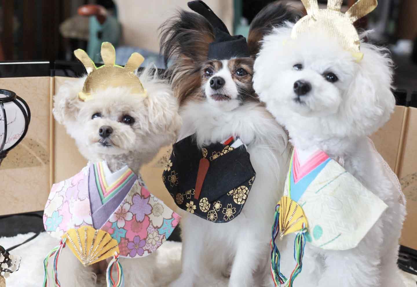 簡単10分】愛犬とひな祭り！フェルトの手作りおひな様スタイで一緒に