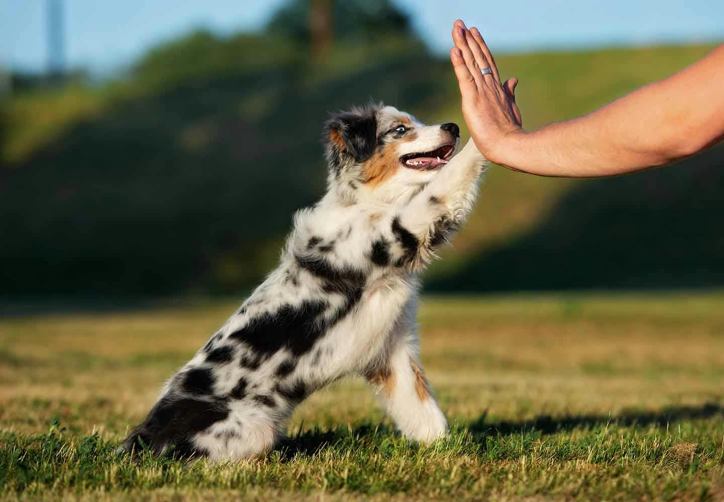 獣医師監修 犬の分離不安症とは 原因や問題行動への対処法 改善の仕方について解説 Health 健康 わんクォール