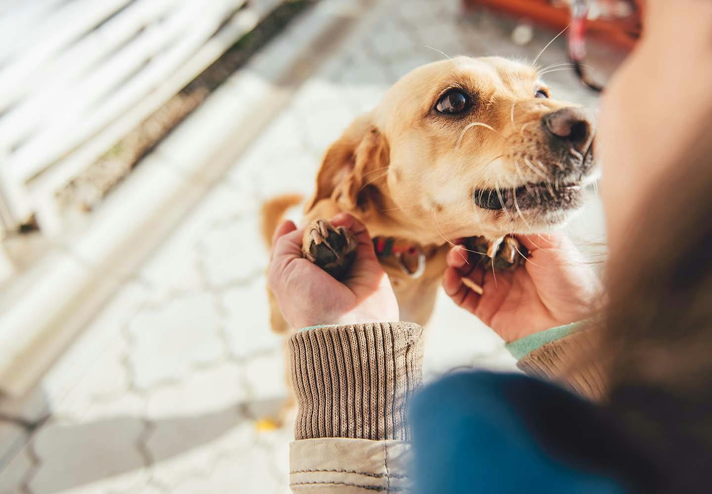 犬の うれしょん を直す方法とは 原因と対処法などについて解説 獣医師監修 Communication コミュニケーション わんクォール