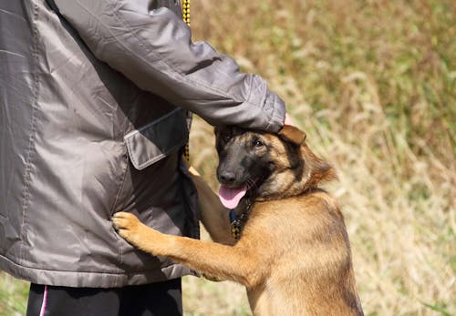 犬がうれしょんをする理由は 原因と対処法 興奮させないための飼い主の振る舞いについて解説 獣医師監修 わんクォール