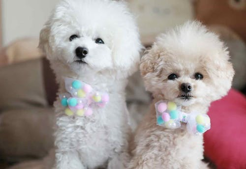 簡単10分 おめかしリボンや蝶ネクタイで気分転換 安くて可愛い愛犬用手作りチョーカー4種を紹介 わんクォール 簡単10分 おめかしリボンや蝶ネクタイで気分転換 安くて可愛い愛犬用手作りチョーカー4種を紹介 わんクォール