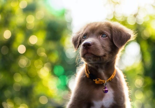 犬はオクラを食べても大丈夫 健康面のメリットや1日の適量 与える際の注意点を解説 獣医師監修 わんクォール 犬はオクラを食べても大丈夫 健康面のメリットや1日の適量 与える際の注意点を解説 獣医師監修 わんクォール
