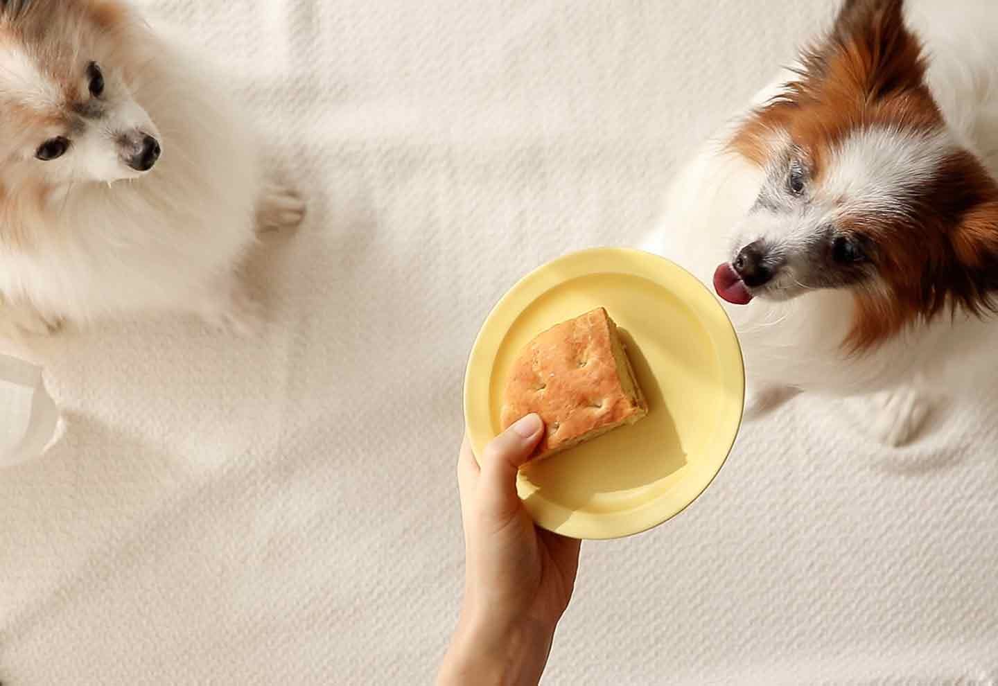 手作り愛犬用パン　バナナフォカッチャ　犬ごはん先生　愛犬が食べる　