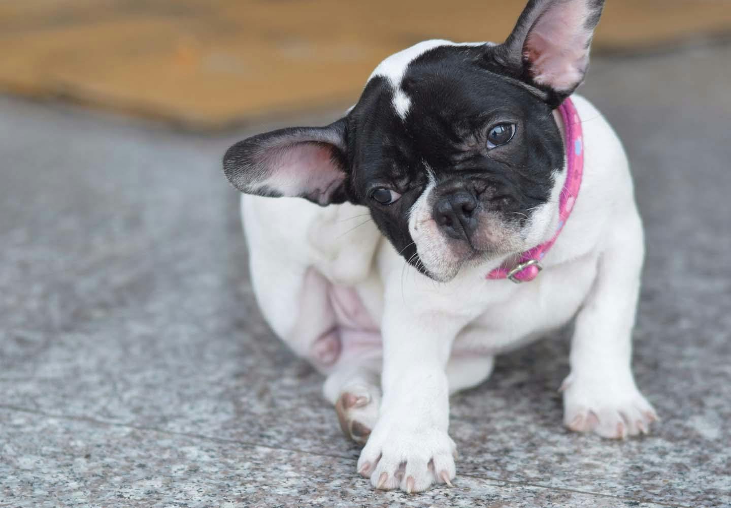 犬にもアレルギーはあるの？主な原因と症状、対処法などについて解説【獣医師監修】