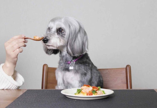 【ひな祭り】愛犬用の簡単ちらし寿司！ 春におすすめのヘルシーレシピ