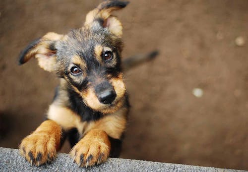 犬アレルギーの症状と原因とは 治療法や愛犬と楽しく暮らすための対処法などを解説 医師監修 わんクォール 犬アレルギーの症状と原因とは 治療法や愛犬と楽しく暮らすための対処法などを解説 医師監修 わんクォール