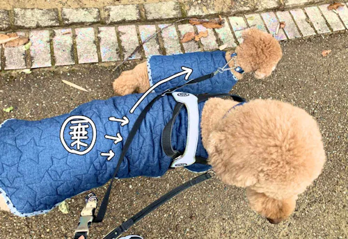 安全で快適な愛犬のリード持ち方 多頭飼いの散歩のコツを解説 わんクォール 安全で快適な愛犬のリード持ち方 多頭飼いの散歩のコツを解説 わんクォール