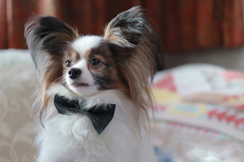 10分で完成 安くて可愛い愛犬用リボン 蝶ネクタイの作り方4選 チョーカータイプで着脱も簡単 わんクォール 10分で完成 安くて可愛い愛犬用リボン 蝶ネクタイの作り方4選 チョーカータイプで着脱も簡単 わんクォール