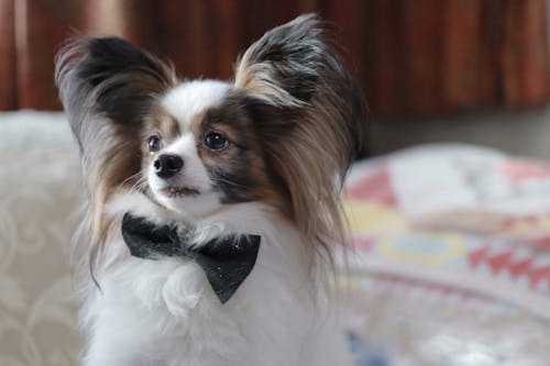 簡単10分 おめかしリボンや蝶ネクタイで気分転換 安くて可愛い愛犬用手作りチョーカー4種を紹介 わんクォール 簡単10分 おめかしリボンや蝶ネクタイで気分転換 安くて可愛い愛犬用手作りチョーカー4種を紹介 わんクォール