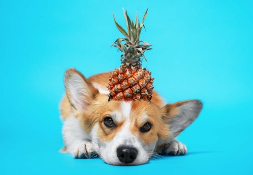 【獣医師監修】犬にパイナップルを食べさせても大丈夫？犬、パイナップル