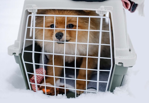 犬と電車に乗る際の注意点は 鉄道会社ごとのルールやマナー 準備すべきものなどについて解説 獣医師監修 わんクォール 犬と電車に乗る際の注意点は 鉄道会社ごとのルールやマナー 準備すべきものなどについて解説 獣医師監修 わんクォール