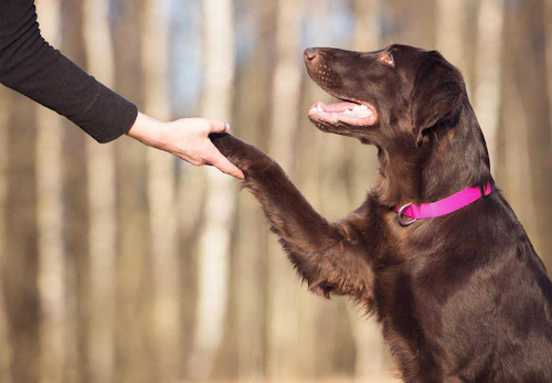 獣医師監修 犬のしつけの基本とは 教える手順やタイミング 注意点について解説 わんクォール 獣医師監修 犬のしつけの基本とは 教える手順やタイミング 注意点について解説 わんクォール