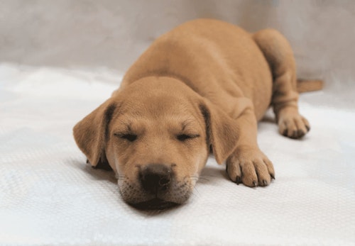 犬が誤飲 誤食した時の対処法は 特に危険なケースや予防法などについて解説 獣医師監修 わんクォール 犬が誤飲 誤食した時の対処法は 特に危険なケースや予防法などについて解説 獣医師監修 わんクォール