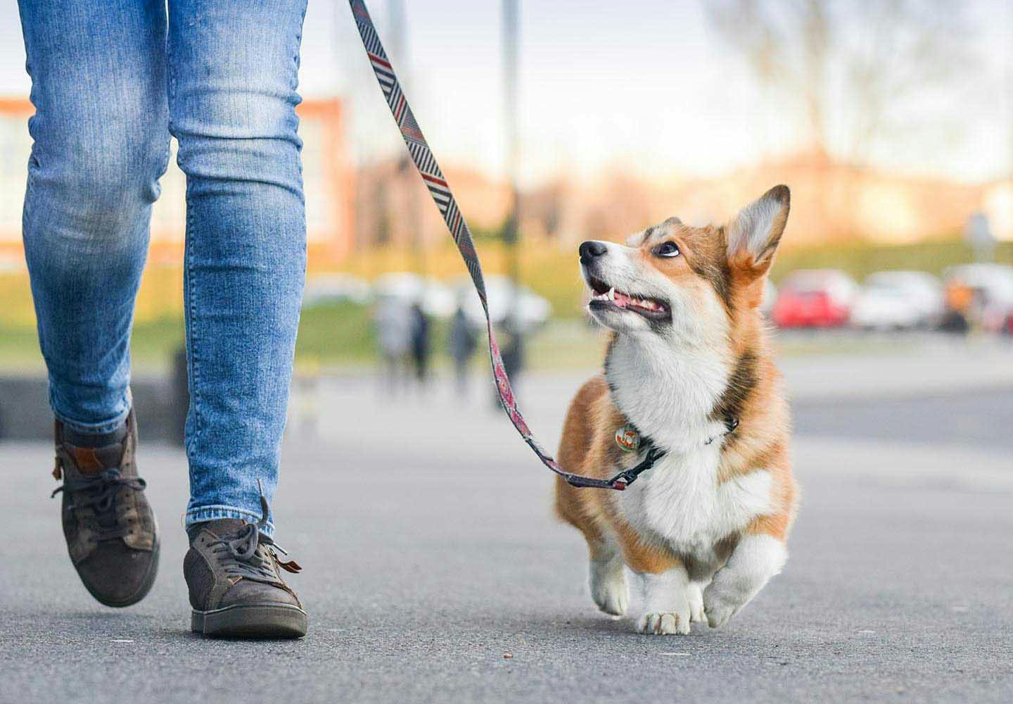 【獣医師監修】犬の分離不安症とは？原因や問題行動への対処法、改善の仕方について解説