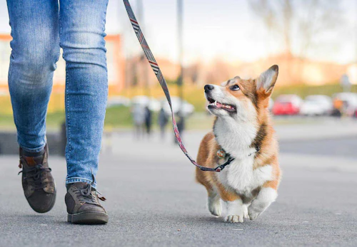 獣医師監修 犬の分離不安症とは 原因や問題行動への対処法 改善の仕方について解説 わんクォール 獣医師監修 犬の分離不安症とは 原因や問題行動への対処法 改善の仕方について解説 わんクォール