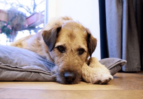 犬が誤飲 誤食した時の対処法は 特に危険なケースや予防法などについて解説 獣医師監修 わんクォール 犬が誤飲 誤食した時の対処法は 特に危険なケースや予防法などについて解説 獣医師監修 わんクォール