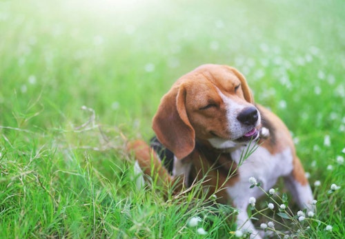 【獣医師監修】犬のノミの対処法とは？正しい駆除方法や予防策、ダニとの違いについて解説