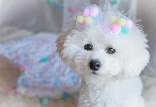 10分で完成 安くて可愛い愛犬用リボン 蝶ネクタイの作り方4選 チョーカータイプで着脱も簡単 わんクォール 10分で完成 安くて可愛い愛犬用リボン 蝶ネクタイの作り方4選 チョーカータイプで着脱も簡単 わんクォール